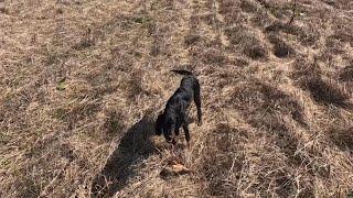 Piano piano si migliora - Caccia in riserva - Hunting Chukar and Huns