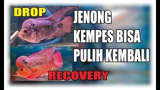 CARA MENGEMBALIKAN JENONG IKAN LOUHAN KEMPES  JENONG DROP