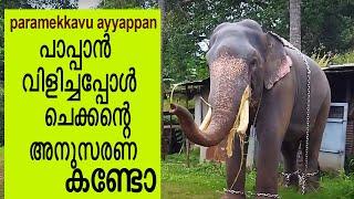 paramekkavu ayyappan പാപ്പാൻ  വിളിച്ചപ്പോൾ  ചെക്കന്റെ അനുസരണ കണ്ടോ ... പാറമേക്കാവ് അയ്യപ്പൻ