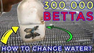300.000 bettas farm - changing water --- Wowwwwww