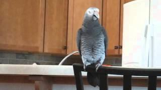 Timneh African Grey Song & Dance