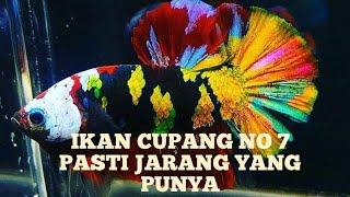 Inilah 10 Ikan Cupang Termahal Di Dunia Versi Syaiful TV