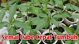 Cara Semai Bibit Cabe Rawit Cepat Tumbuh