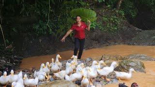 Harvest oranges to sell when it rains chase ducks into coops to avoid floods - Lý Thị Viện