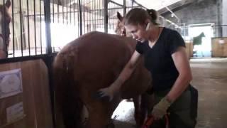 Как эффективно и безопасно научить лошадь давать ноги