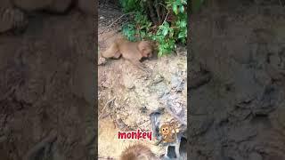 little hnuman की वीडियो।।#monckey #animals #viral