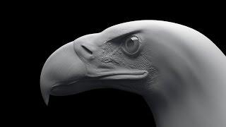 Eagle Sculpting TimeLapse Zbrush  Скульптинг орла в Zbrush