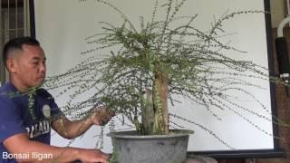 A Day in the Life of Bonsai Iligan Surot Update Feb 2017