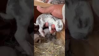 Raising meat a rabbits #barfdiet #rawdiet #newzealandrabbit