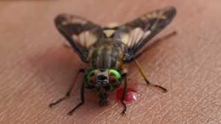 Chrysops deer fly feeding