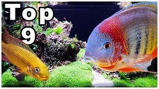 Top 9 Best Cichlids for Community Tanks