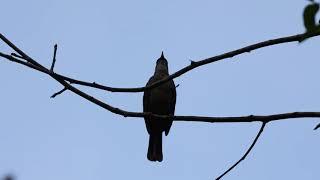 Olive-Winged Bulbul Singing