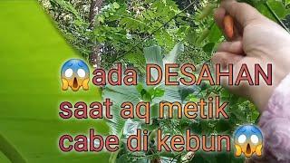  ADA DESAHAN DI KEBUN DI GIGIT YG NYELEMPIT²  APAAN TUH guys  SIMAK ABIS YA‍️ #kebun