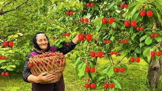 Harvesting Fresh Cherries Making Cherry Jam and Juice in the Village