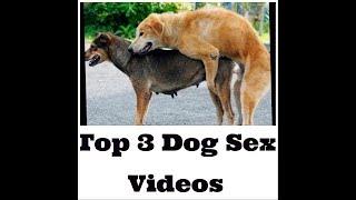 DOGS MATING TIME WOWWWW