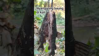 NYANGGONG BAUNG DI KALI #shorts #wannhunting #pasermania #masermalam #ikanbaung