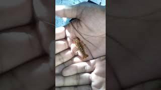 Worlds smallest crawfish smoking weed