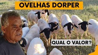 ELE É O MAIOR COMERCIANTE DE OVELHAS DORPER E CAPRINOS BOER DO INTERIOR DA BAHIA