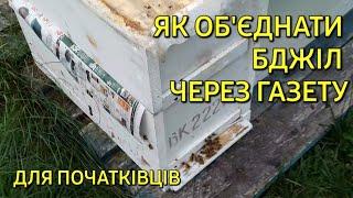 Як обєднати бджіл через газету. Для початківців. #бджільництвов6тирамвуликах