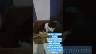 Rumah k4rdus kucing imut  sering ber4ntem sama kucing tetangga dia ngga berani tidur diluar