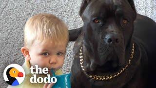 Baby Grows Up With His 125-Pound Dog  The Dodo Soulmates