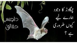 چمگادڑ کے انسان کو فوائد اور نقصانات Facts about Bats  Ehtisham Munir #bats #pestcontrol