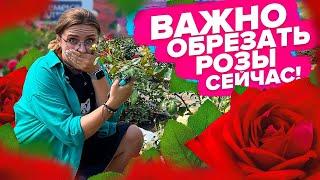 КАК ОБРЕЗАТЬ РОЗЫ В ИЮЛЕ?