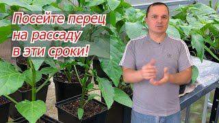 Когда сеять сладкий перец на рассаду- точные сроки