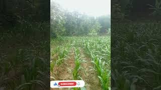 Kebun jagung  petani jagung #shorts #petani #youtubeshorts