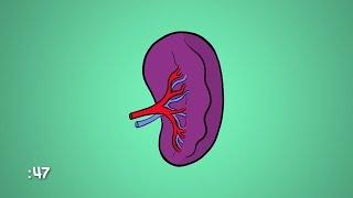 What Is a Spleen and What Does it Do?  WebMD