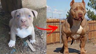 Im a Big Kid Now Cute Baby Animals to Adult  Dogs Glow Up Compilation