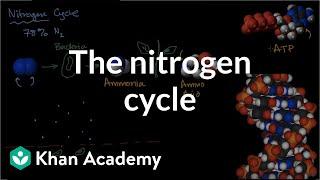 The nitrogen cycle  Energy and matter in biological systems  High school biology  Khan Academy