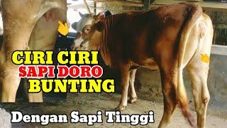 CIRI CIRI SAPI DORO BUNTING DENGAN POSTUR TINGGI JUGA PANJANG#