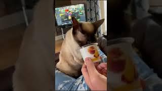 Charlie likes yoghurt. Chocolate Point Siamese Cat