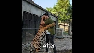 Tiger cub to big size   Nouman Hassan Vlogs 