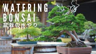 How to Water Your Bonsai Part One  Bonsai-U