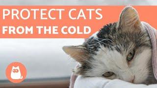 How to Protect Cats from COLD WEATHER  5 TIPS