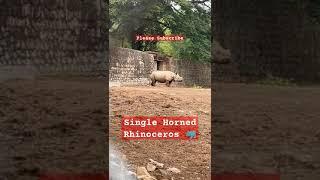 #Single #Horned #rhinoceros is found in my country India #travel