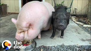 Watch What Friendship Does for a Depressed Pig  The Dodo