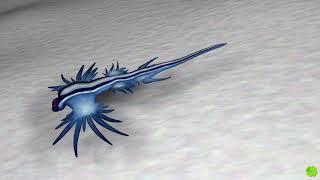 Glaucus atlanticus animation test