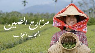 China Farms مزارع الصين