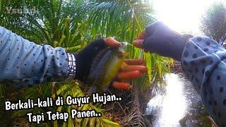 Mancing disini Pasti Panen mancing Ikan Kapar ikan kepar ikan Kakapar ikan Papuyu ikan betok