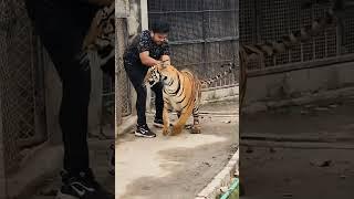 Bengal Tiger Attack  Nouman Hassan 