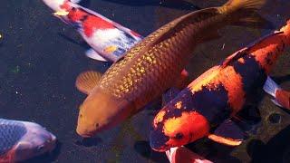 Koi Pond 2 Hours Zen Garden Relaxation Mindfulness Total chill Meditation