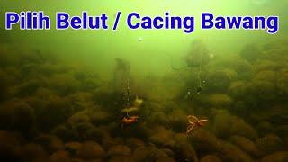 Tes Umpan Lele Belut Vs Cacing Bawang Gacor mana  Underfishing