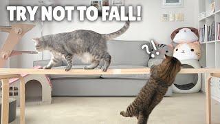 Cat Balance Beam Challenge Try Not to Fall  Kittisaurus
