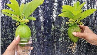 Growing avocado shoots using the fruit by soaking in water