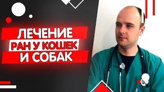 Рана у кошки или собаки. Чем обработать как лечить самостоятельно