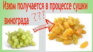 Изюм получается в процессе сушки винограда. Сколько килограммов винограда потребуется для получения