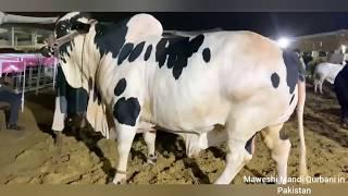 Most Heavy bull  Biggest bull Of 786 Cattle farmcow mandi 2020 #shorts